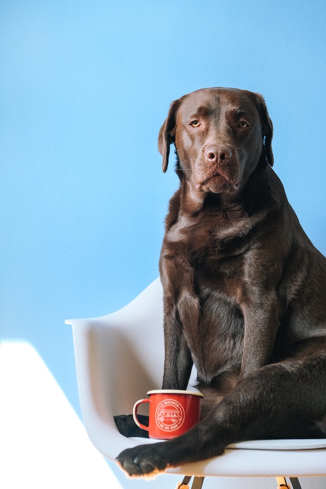 Pet friendly villas